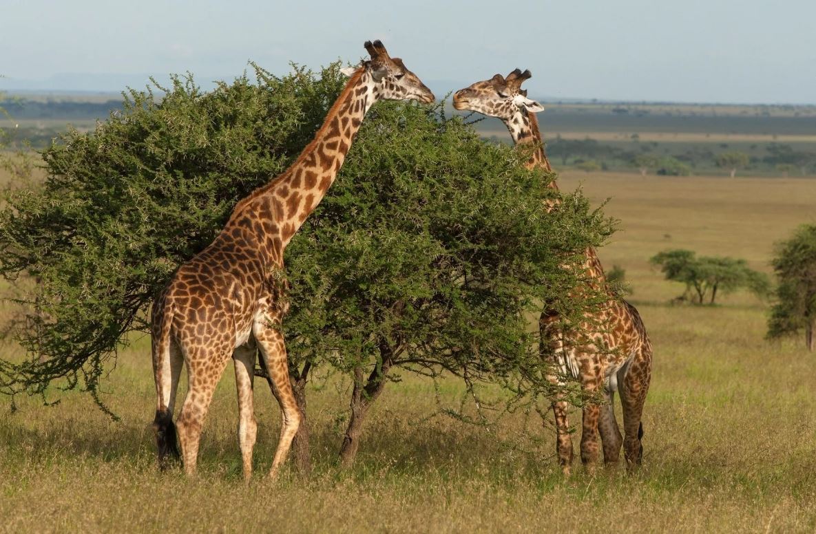 Wissenschaftler lüften das Geheimnis der Evolution des Giraffenhalses