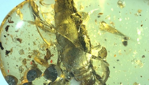 Biólogos descobrem um caracol de 99 milhões de anos petrificado em âmbar