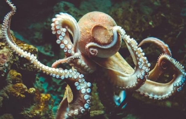 O cérebro dos polvos era extremamente semelhante ao cérebro humano