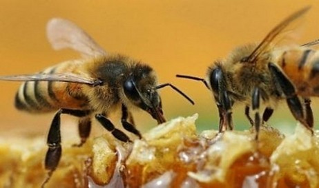 Trop intelligent ou trop fort: quelques abeilles ont retiré le bouchon d'une bouteille de soda