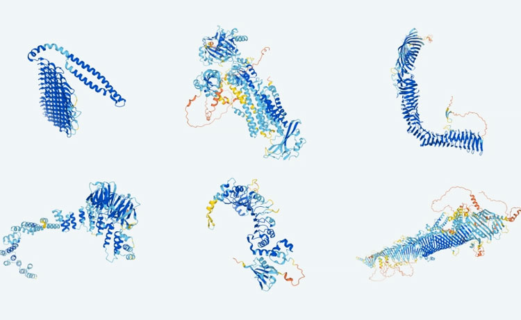 L'intelligenza artificiale ha previsto le strutture di quasi tutte le proteine ​​conosciute dalla scienza