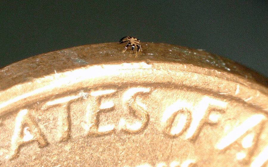 Gli scienziati hanno progettato il granchio robot più piccolo del mondo