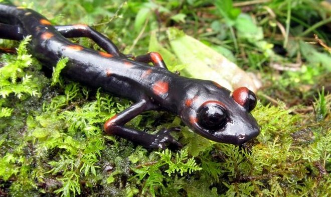 Questi anfibi una volta coltivavano i polmoni, ma poi li abbandonavano