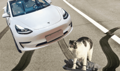 Ein hartes Experiment: Wird Tesla ein wehrloses Kätzchen bewegen?