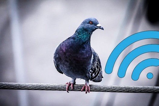 Les pigeons ont commencé à créer des problèmes avec la réception de l'Internet par satellite Starlink