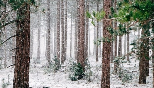 冬に木が凍って破裂しないのはなぜですか？