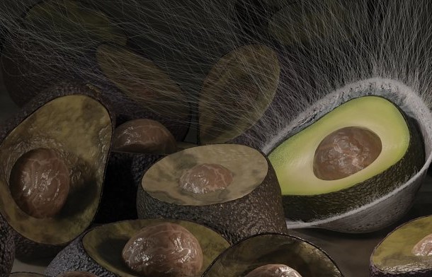 Il rivestimento antimicrobico mantiene il cibo fresco fino al 50% più a lungo