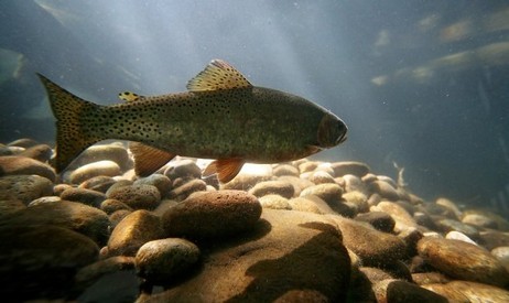 Peixes dos rios da cidade podem se tornar viciados