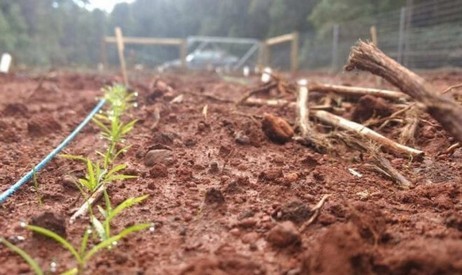 L'aspirina ha dimostrato di essere un eccellente stimolante della crescita per le piante verdi.